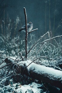 冬天大雪植物压雪