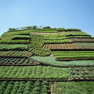 梯田绿化