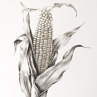 手绘苞米
