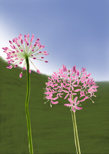 手绘韭菜花  插画 花卉素材