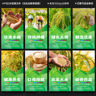 水稻