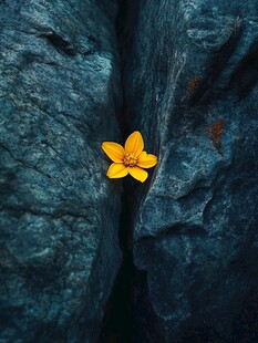 岩石裂缝中的坚韧之花