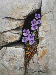 岩石裂缝中的坚韧花朵