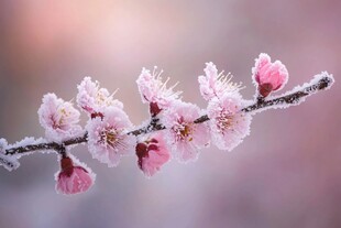 冰雪中的春日之约