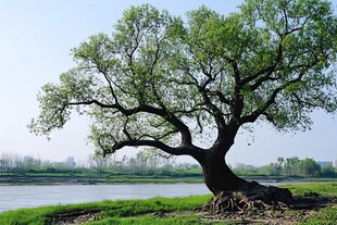 绿树河岸