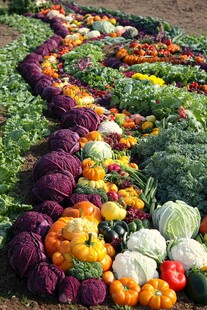 农场盛宴 蔬菜的艺术