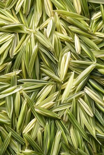 绿色稻穗的特写