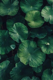 绿色荷叶的宁静之美