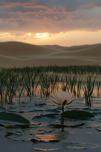 沙漠中的绿洲之花