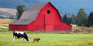 红谷仓下的宁静时刻