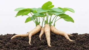 植物根部生长与土壤