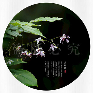 淫羊藿