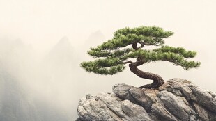 山巅之上的盆景