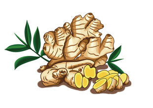 手绘小黄姜