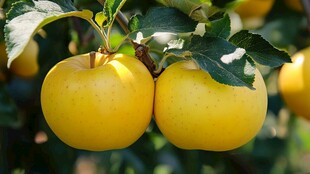 阳光下的金苹果