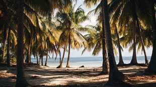 热带海滩椰子树