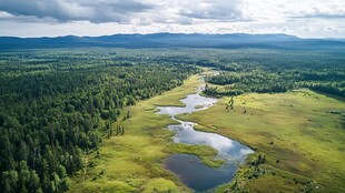 森林与湿地的空中视角