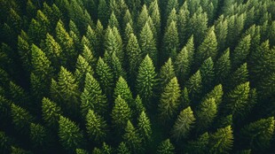 绿色森林的鸟瞰图