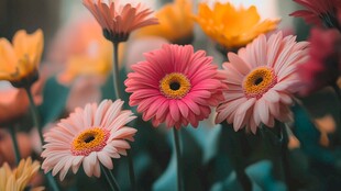 粉色与黄色的交响曲