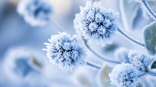 冰雪覆盖的植物