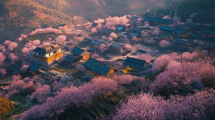 山村桃花盛开