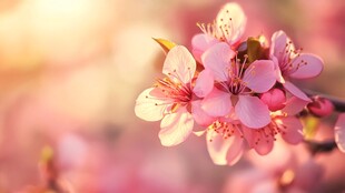 春日里的一抹粉红