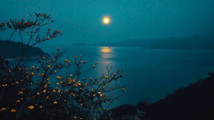 月下湖光山色 花卉映衬夜色