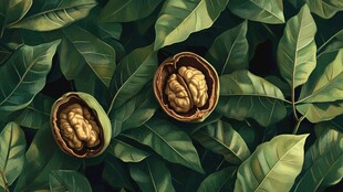 核桃与绿叶的静谧之舞