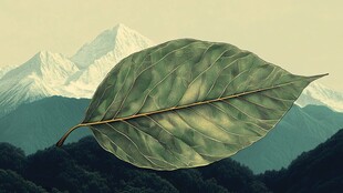 绿叶之上的山脉