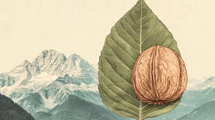 核桃与山脉的自然之谜