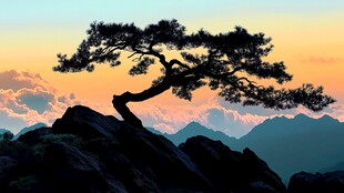 山巅之上的孤松