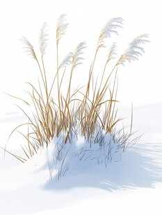 冬日芦苇风姿
