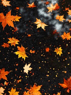 秋日落叶映水成趣