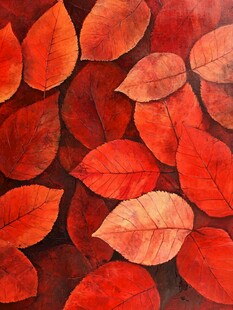 秋日暖阳下的红叶盛宴