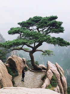 黄山奇松 山谷云海