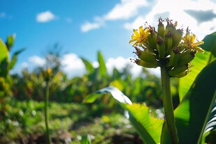 生机勃勃的香蕉花