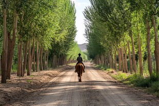 孤独骑士 绿色隧道