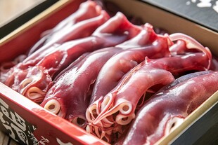魅力鱿鱼 新鲜上市 美味共享