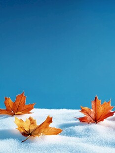 冬日暖阳映枫叶