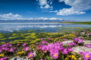 碧水蓝天下的花海风景