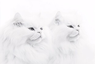 白色双猫肖像