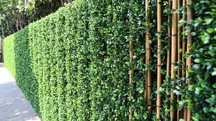 绿篱与竹竿的和谐共生