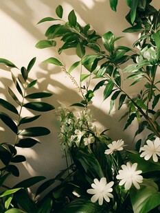 绿意盎然的室内花园