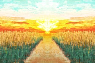 麦田日落小径
