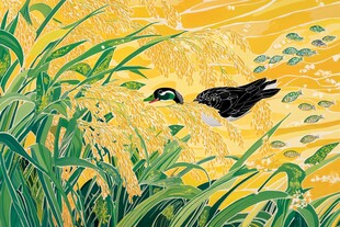 秋日水稻与鸭群