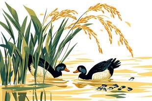 秋池鸳鸯
