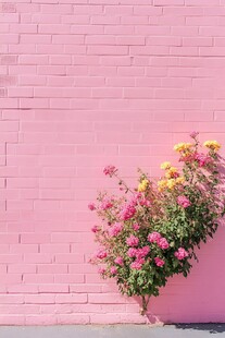 粉色砖墙与花卉的对比