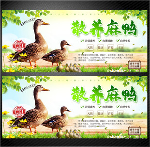 鸭子