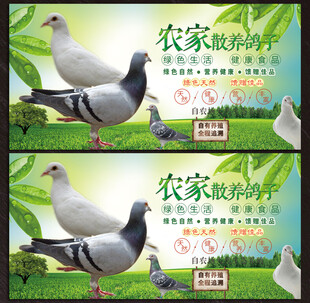 鸽子