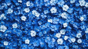 绚烂的蓝色绣球花海